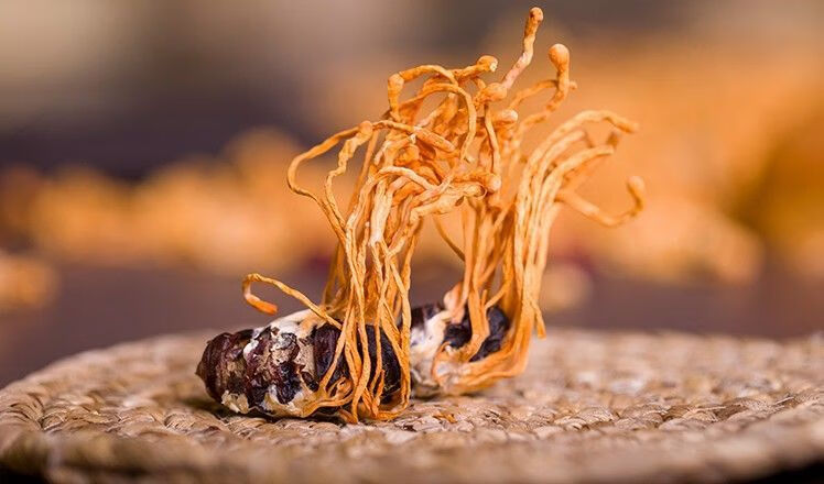 蛹虫草 真蚕蛹草 虫草花 北虫草 特级野生干货泡水煲汤 泡酒 蛹虫草