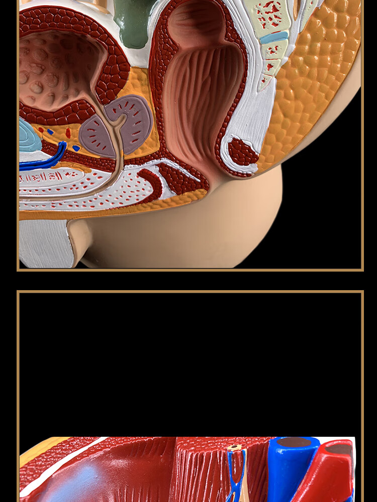 矢狀解剖模型女性生殖器官模型男女性生殖子宮模型一部件男性矢狀解剖