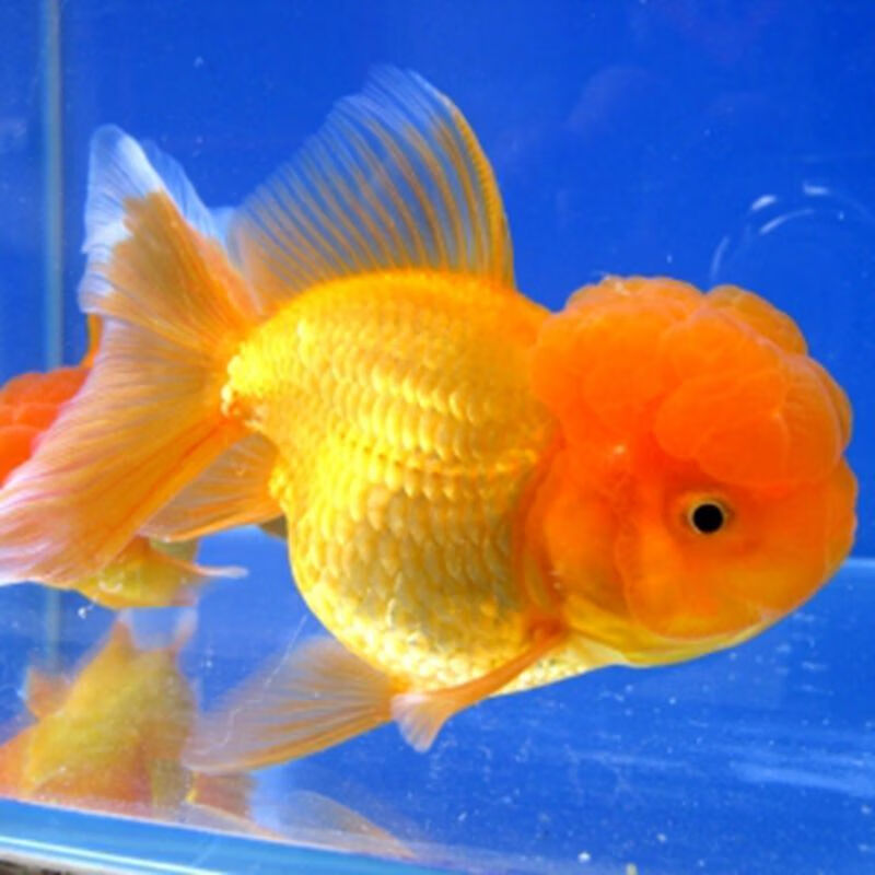 推荐草金鱼活体锦鲫锦鲤活鱼观赏鱼淡水鱼冷水鱼小型鱼苗红鲫鱼花草金