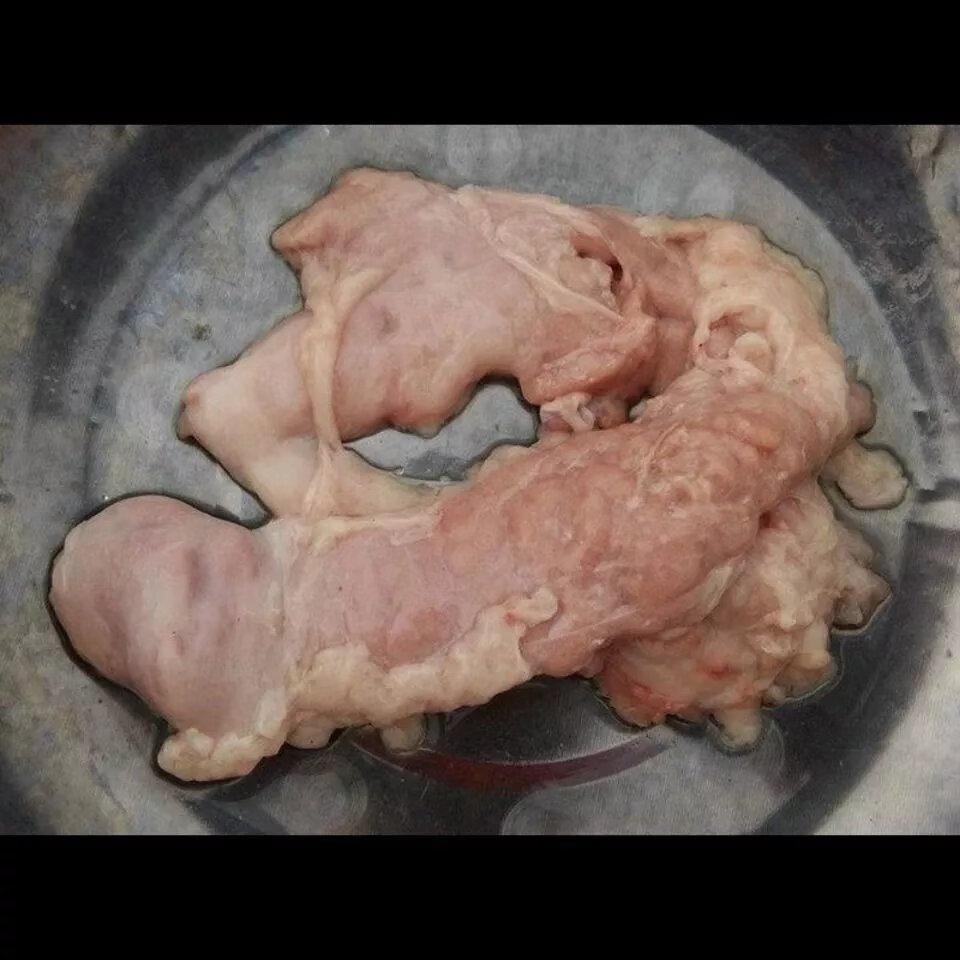 猪胰和猪脾的区别图图片