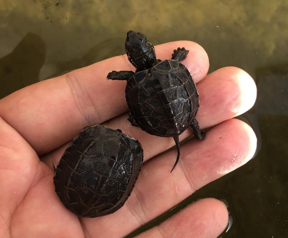 情侣金线龟 乌龟活物吃菜放生大小乌龟活体 8—10厘米 普通杂色草龟