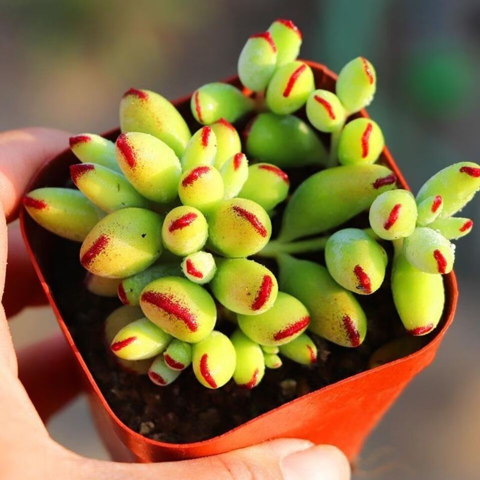福娘多头多肉植物防辐射肉肉植物多肉 达摩福娘【12厘米原塑料盆】