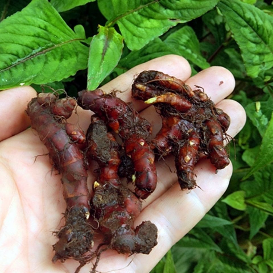 贵州新鲜花蝴蝶草药500克 中药原材料赤胫散野外生花脸荞根土竭力荞子