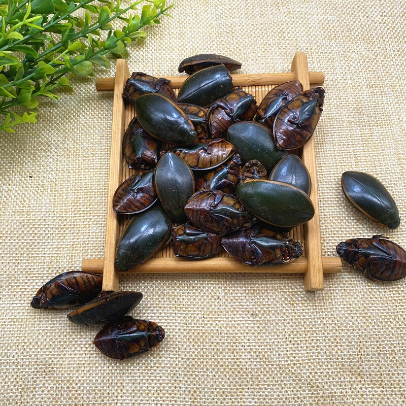 金边龙虱干货中药材250克 水蟑螂 水鳖虫 射尿龟 水龟子 100g【图片