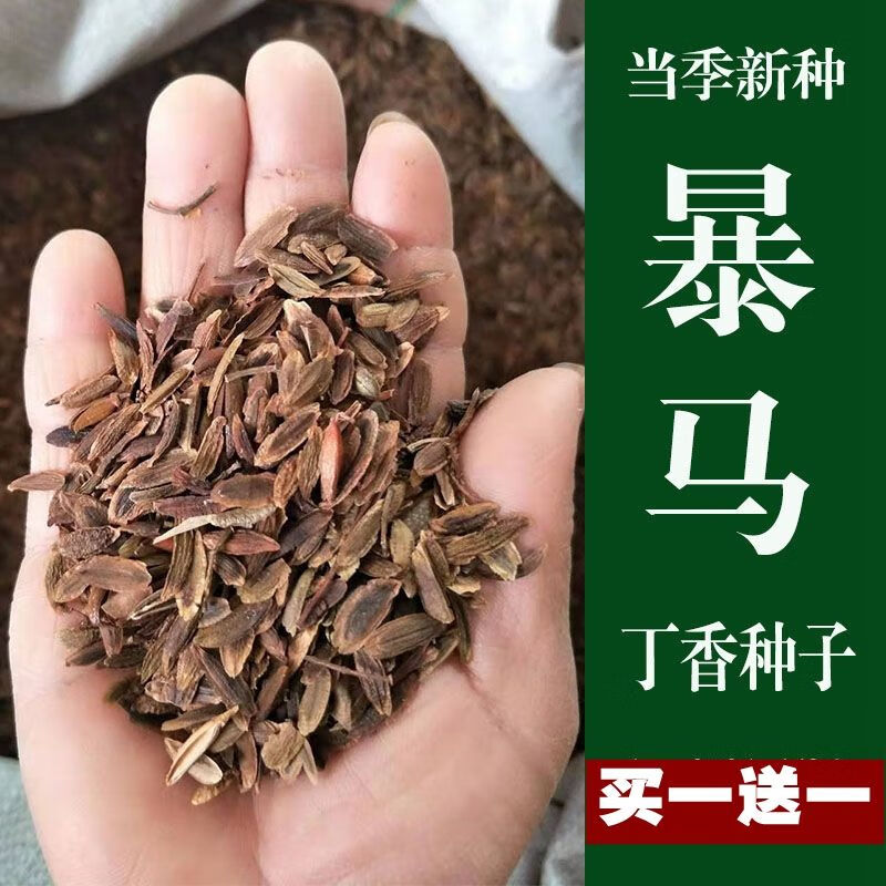 暴马丁香种子丁香树种子新采丁香花白丁香紫丁香种子紫丁香种子1斤