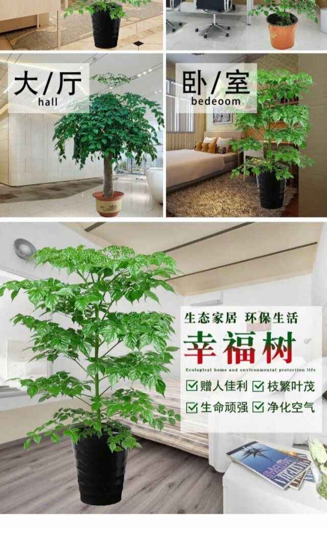 精品绿植幸福树叶幸福树盆栽绿植室内办公室大型盆栽植物幸福树树苗