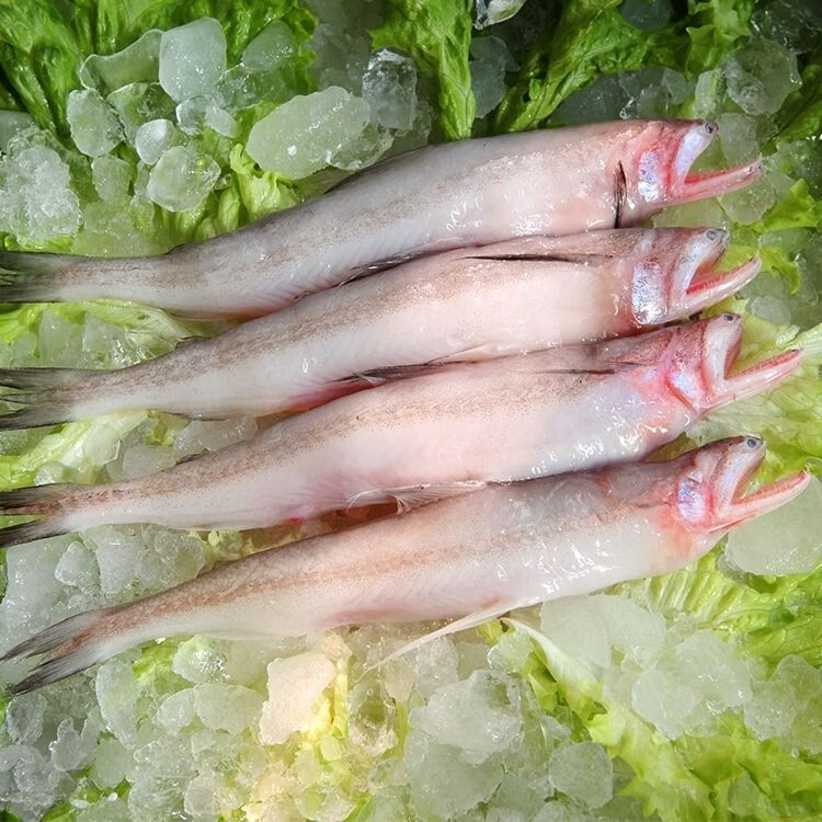 【新鲜豆腐鱼】东海豆腐鱼海鲜 九肚鱼龙头鱼鲜活冷冻 北草堂 2斤