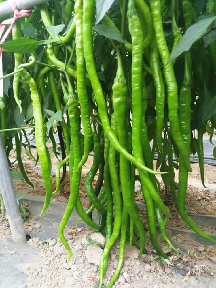 东北种类:其他适播季节:春季,秋季类别:杂交种子货号:辣椒种子商品