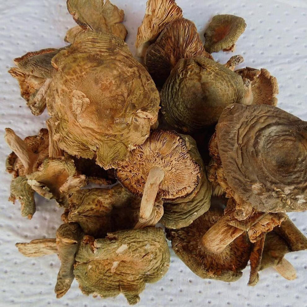青头菌干货木蘑菇云南菌新鲜青头产地直销松树菌新货 野生干松树菌