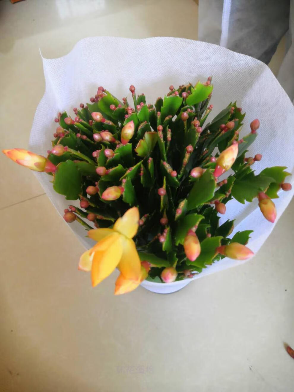 黄色蟹爪兰黄金蟹爪兰带花苞盆栽金媚索菲亚品种 爆米花 大盆12颗 不