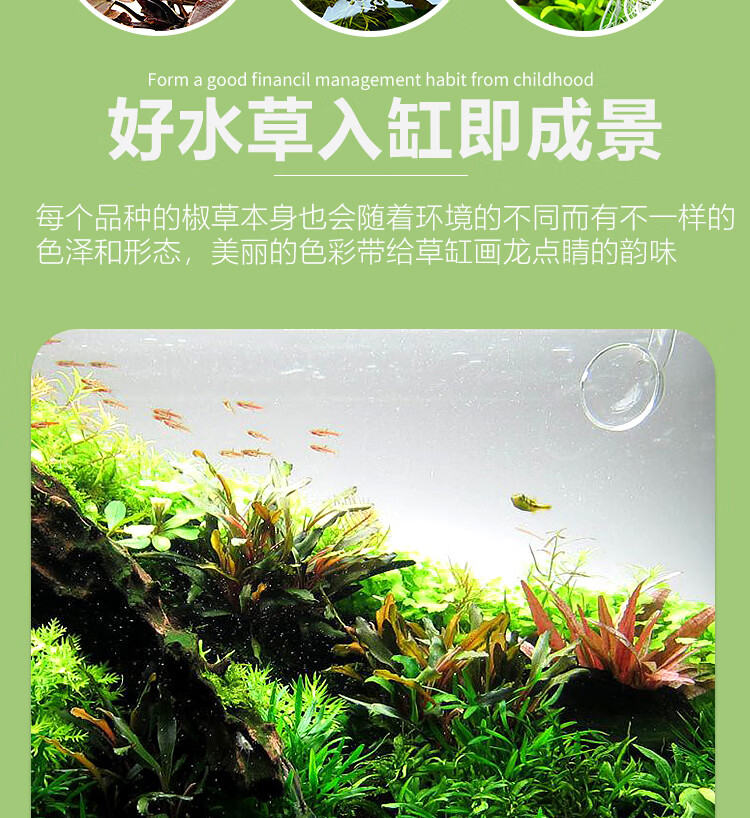 咖啡椒草椒草大全鱼缸造景水草迷你小青椒绿温蒂阔叶大喷泉椒咖啡气泡椒美波利椒 1杯 图片价格品牌报价 京东