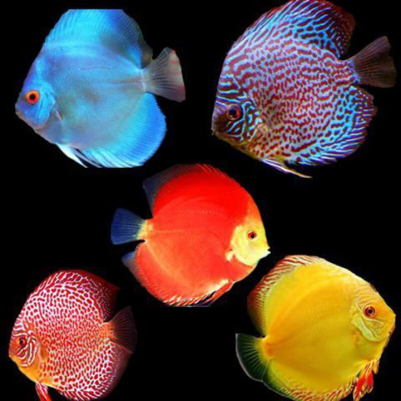 七彩神仙鱼的种类图片