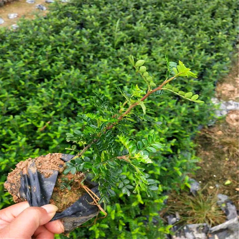 菜友 四季常青苗木绿化苗清香木袋苗胡椒木小苗清新