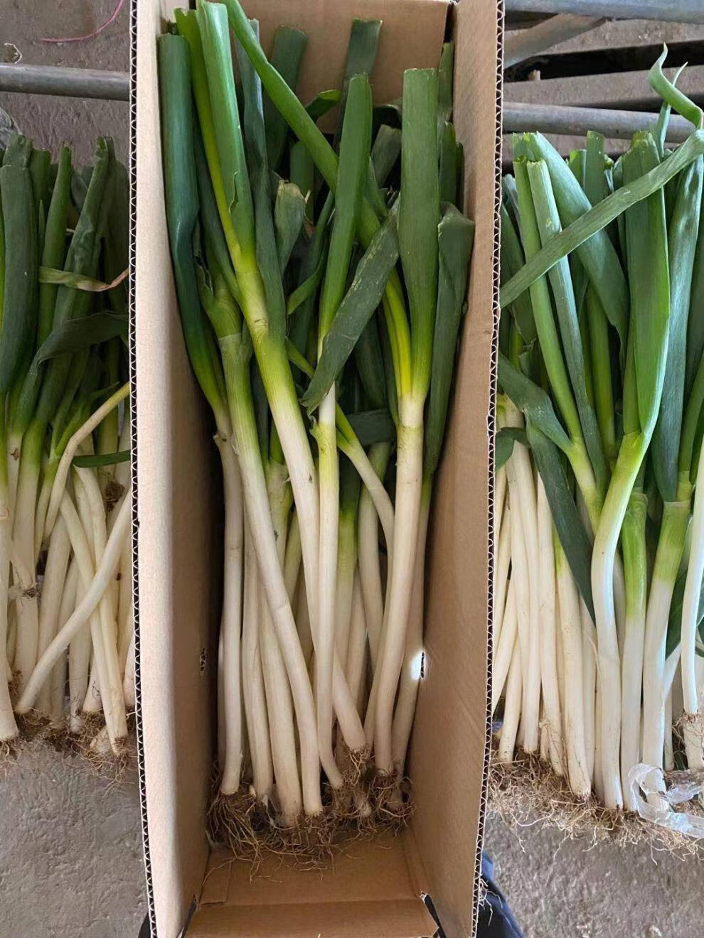 现挖现发新鲜山东大葱山东铁杆大葱精选安丘细葱超市净重5斤