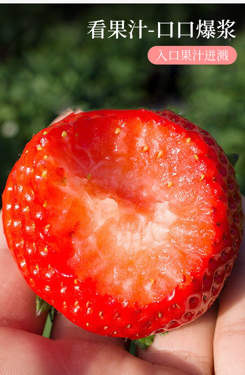 (顺丰空运)丹东99草莓 玖玖草莓 新鲜现摘现发 网红黑金版礼盒装 送