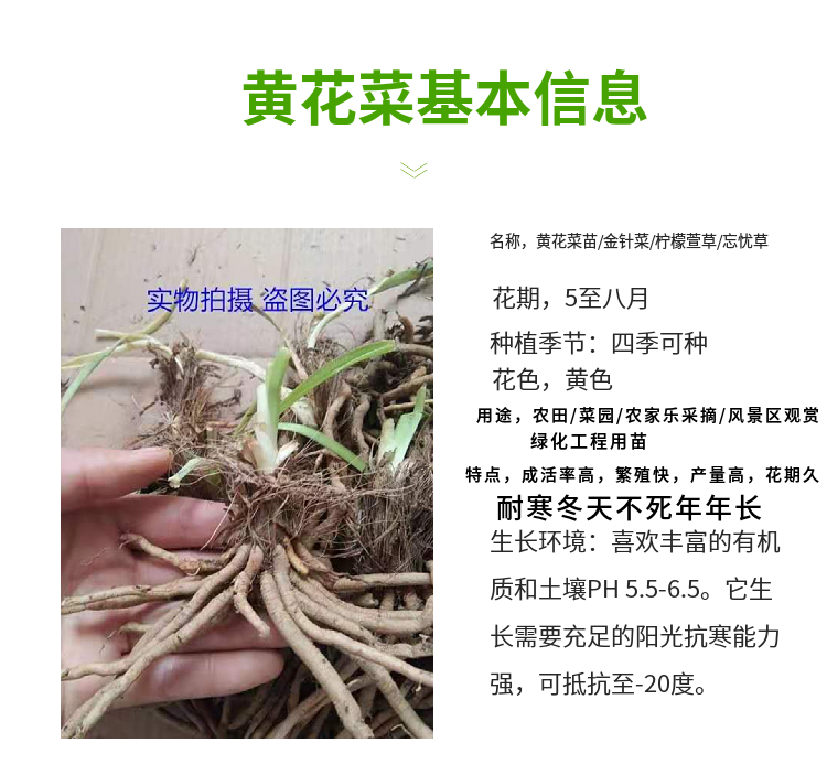 肉将军正宗黄花菜种植苗食用黄花菜种苗多年生金针菜苗根忘忧草苗根现
