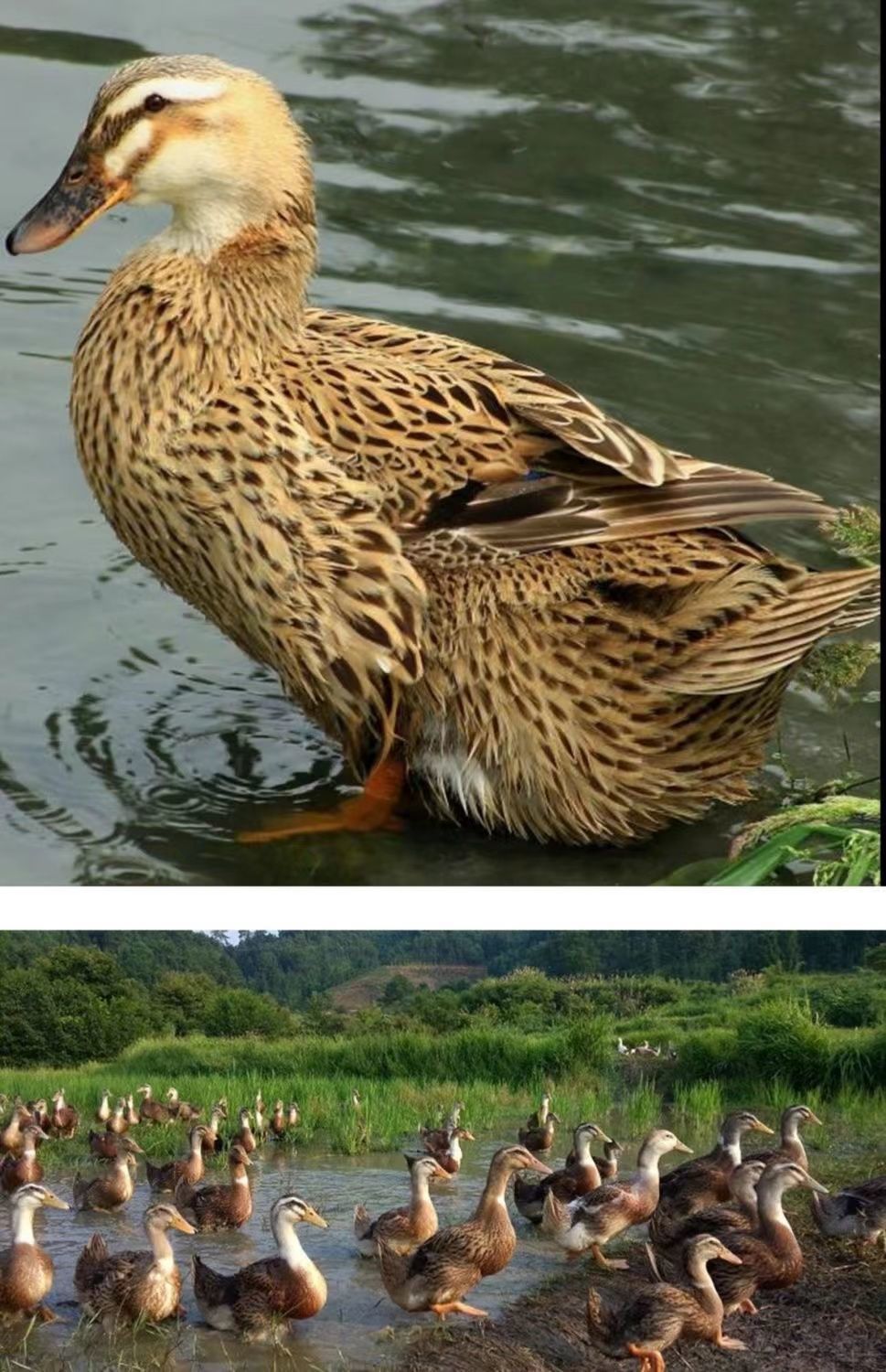 荣郁小鸭子批发大种黑番鸭大白鸭家养土鸭肉麻鸭青头鸭产蛋鸭菜鸭活体