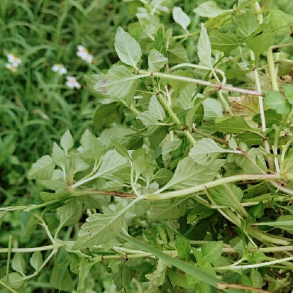 香菜云南德宏特产野菜 野生毛香菜新鲜蔬菜水香菜凉拌 1斤【图片 价格