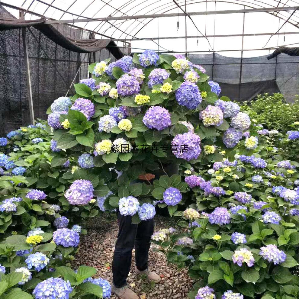 園藝繡球花苗盆栽無盡夏繡球八仙花地栽庭院陽臺植物花卉多年生大苗