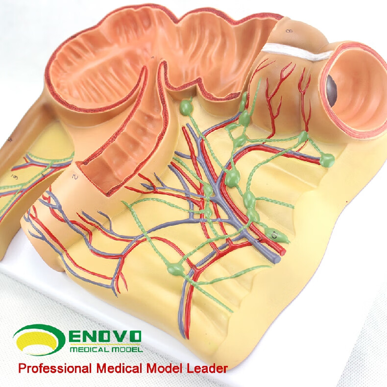 enovo颐诺 人体医学回盲部解剖模型 盲肠 阑尾升结回肠血管淋巴模型