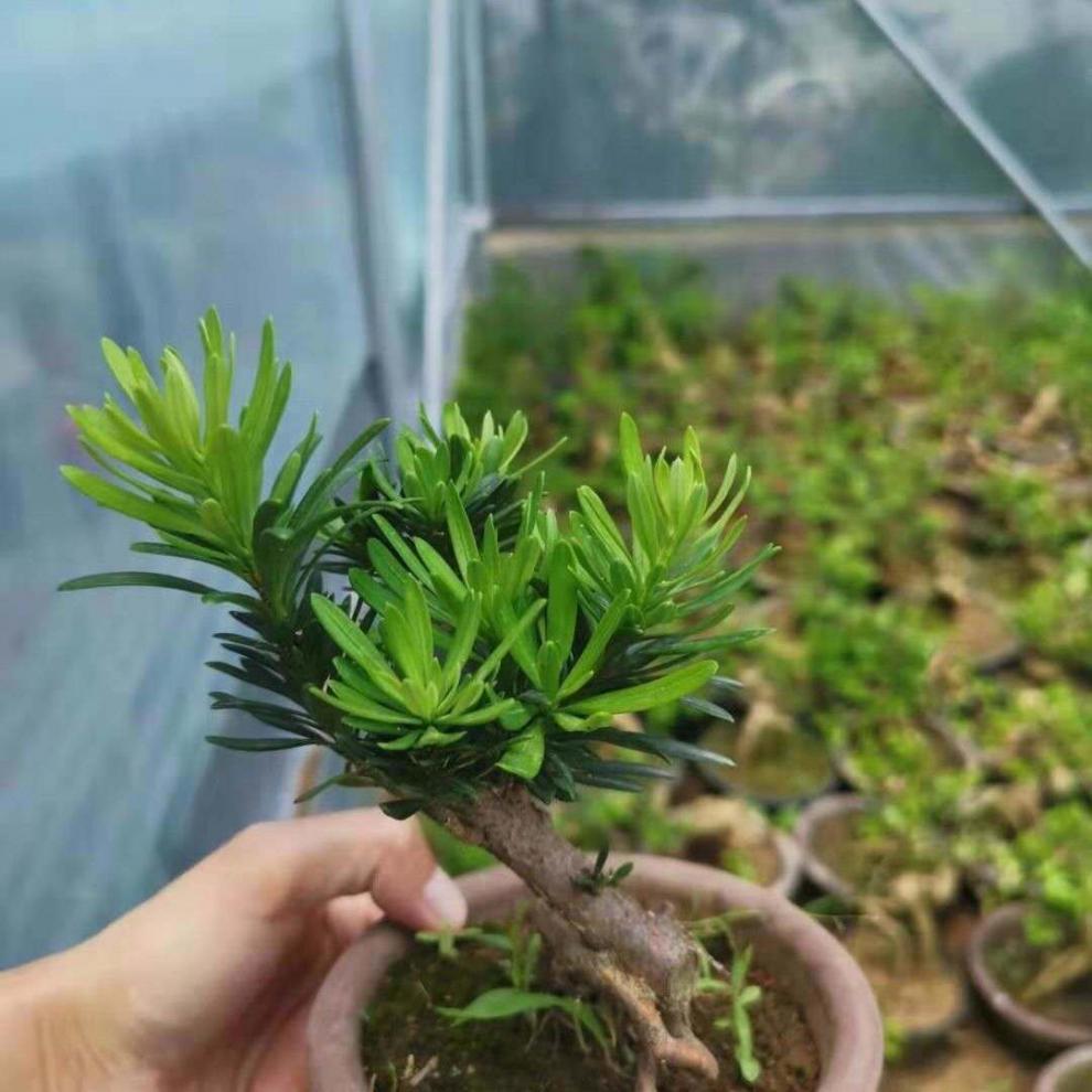 圆叶黑珍珠小叶罗汉松 罗汉松树苗 盆景素材 小品 罗汉松小苗 黑珍珠4