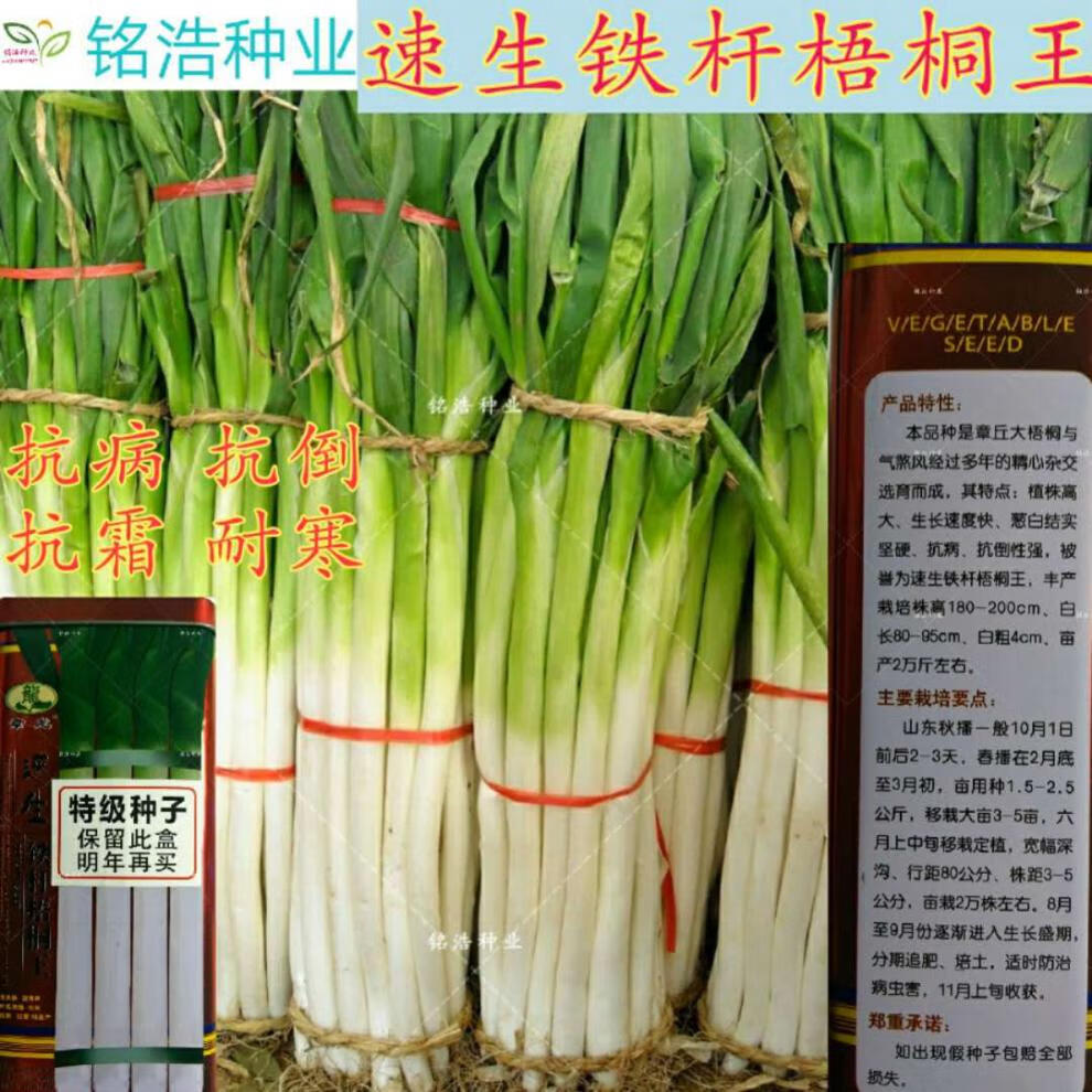 章丘铁杆大葱子种子 速生铁杆梧桐王大葱种子 葱种子耐寒抗倒高产