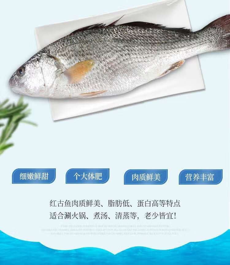 lism东山岛红古鱼海鲈鱼1斤10斤现捞红古海捕海鱼海鲜新鲜活冻海鲈鱼