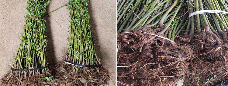 柳树枝条杨柳树苗垂柳苗竹柳树苗绿化树苗 10公分粗 其他【图片 价格