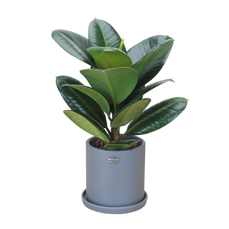 绿金刚橡皮树北欧风ins黑金刚小盆栽绿植花卉办公桌面植物黑圆柱瓷盆