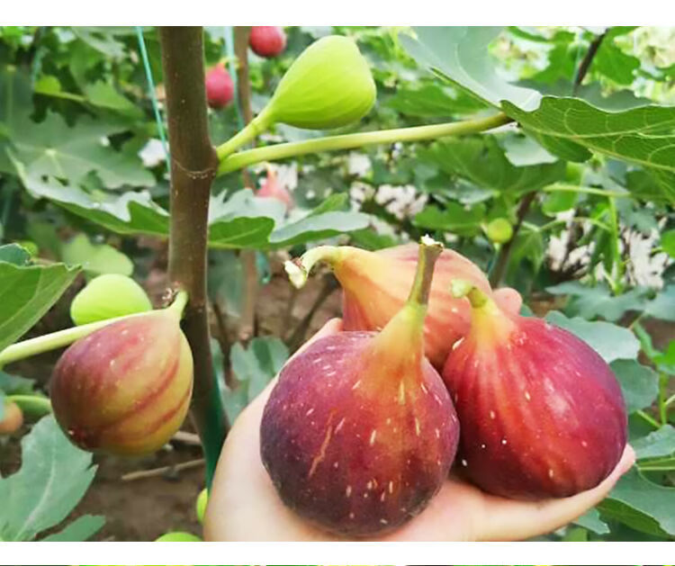 树果苗波姬红特大盆栽地栽矮化南方北方当年结果无花果苗树 黑爵士 4