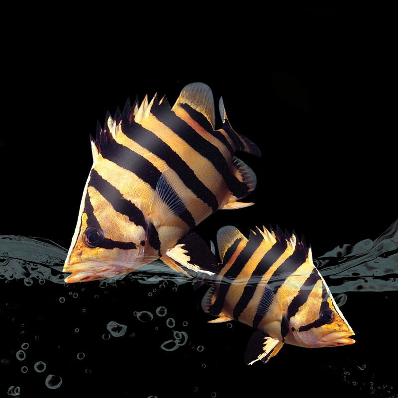 黄金虎鱼活体活鱼印尼三纹虎鱼四纹虎鱼泰北三纹虎鱼印尼热带鱼红龙鱼