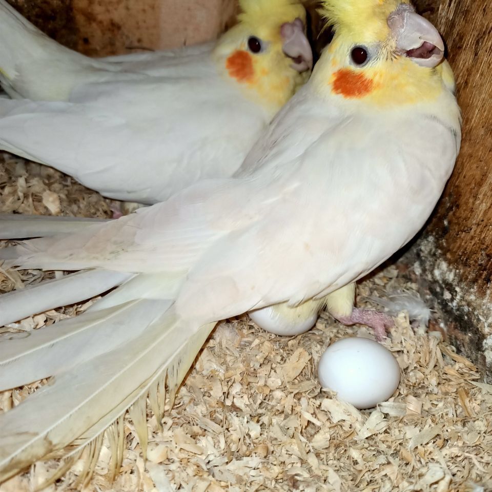 玄凤受精蛋鸟蛋可人工孵化玄风宠物鹦鹉虎皮原始种蛋