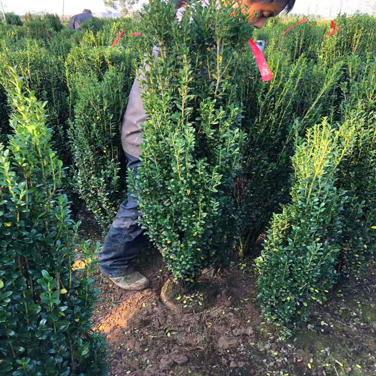 庭院树苗绿篱栅栏直立冬青朝天笔日本冬青直杆钝齿四季长青篱笆苗15