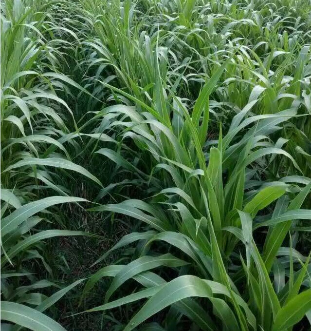 牧草黑麥草種籽多年生墨西哥玉米草種子四季養殖牛羊雞鵝魚草種籽