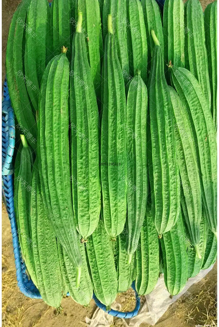 八棱丝瓜种籽春秋季老品种有棱丝瓜种子爬藤庭院阳台四季蔬菜种孑 小