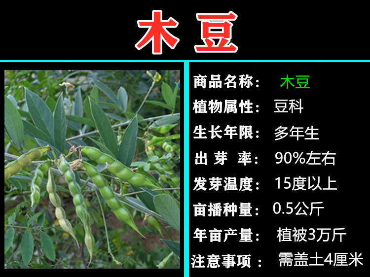 木豆 鸽豆 柳豆 豆蓉 树豆 树黄豆 灌木护林护坡 【木豆:种子】 5 斤