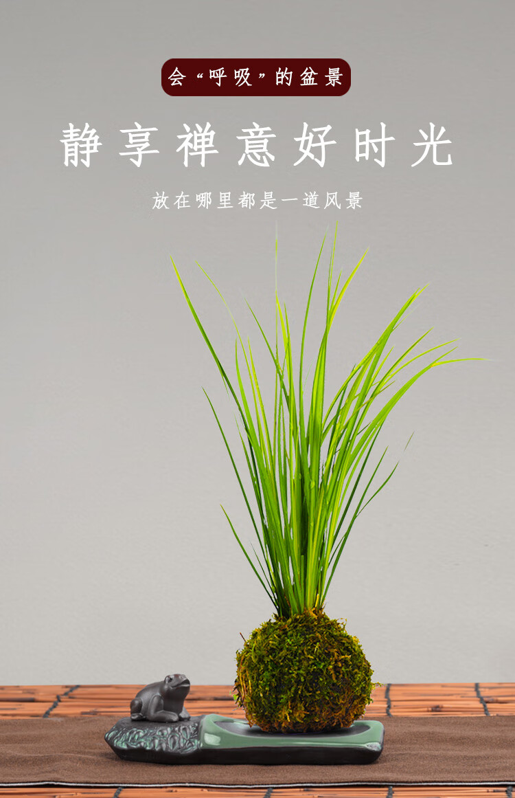 胧月菖蒲水培菖蒲草苔藓球盆栽水养植物禅意日本苍蒲草随手香盆景采缇