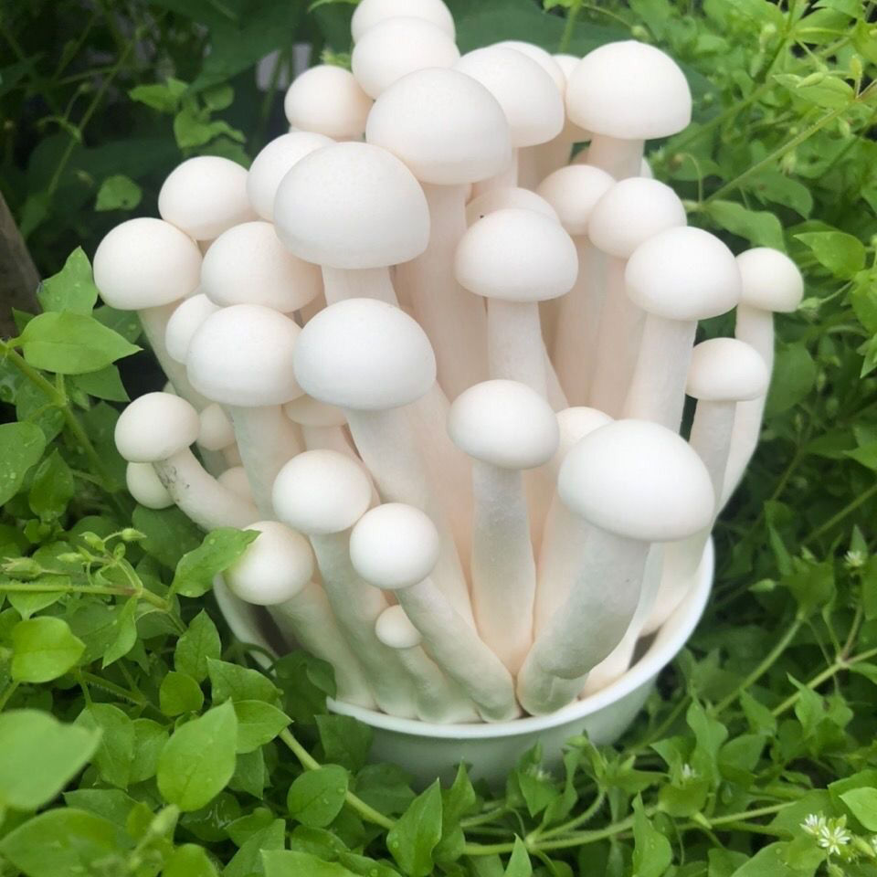 轻恋新鲜海鲜菇食用菌菇白玉菇3斤装生鲜【图片 价格 品牌 报价】
