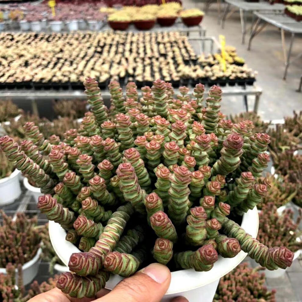 【严选】瀚明鑫多肉 钱串景天 钱串 舞乙女 云南精品多肉不含盆土 钱