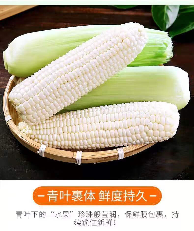 云南白糯玉米新鲜现摘牛奶玉米农家自种早餐当天现摘4根装每根约220