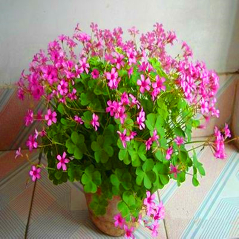 简牧 紫叶酢浆草种球幸运草紫蝴蝶盆栽苗三叶草多年生四季花卉植物d5