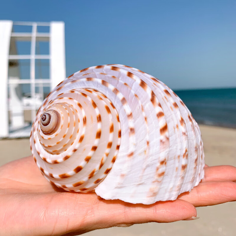 大海螺鱼缸水族箱装饰品卷贝鱼繁殖壳多肉花盆摆件花点琴螺长1011厘米