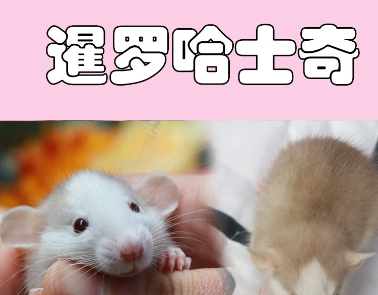 花枝鼠活物宠物网红小幼崽花枝鼠活体宿舍宠物人手养无毛 图片价格品牌报价 京东 花枝鼠活物宠物网红小幼崽花枝鼠活体宿舍宠物人手养无毛 图片价格品牌报价 京东