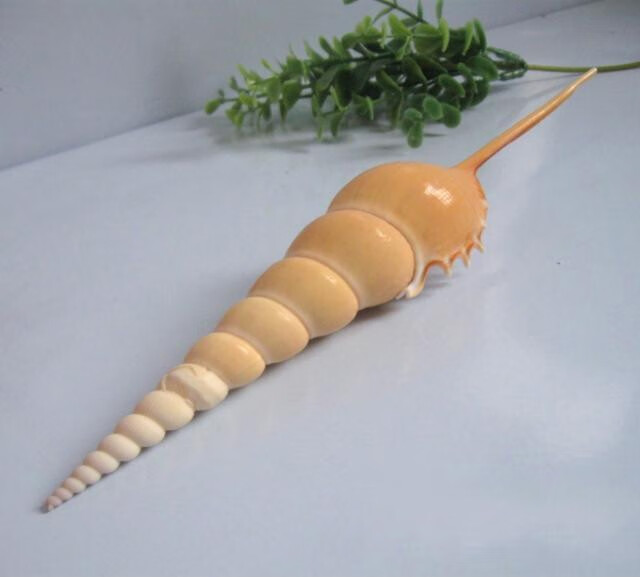 天然海螺贝壳长鼻螺珊瑚海星长笛螺长嘴凤凰螺长鼻凤凰螺海螺摆件精致