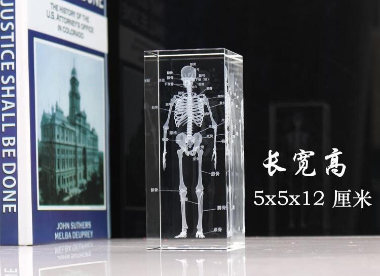 抖音同款wx人体骨骼模型结构图毕业季医师节医学学生礼物纪念品骨架