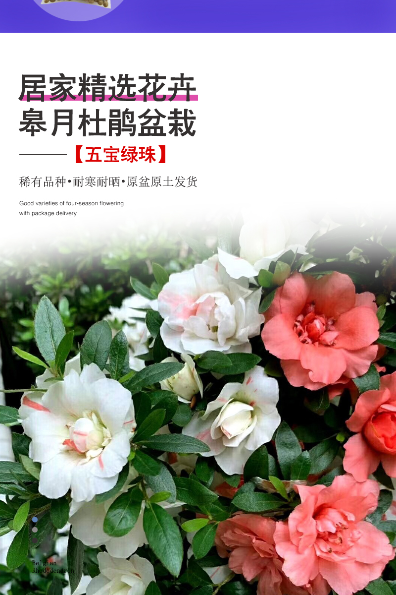 稀有名贵皋月品种杜鹃花盆栽老桩盆景杜鹃室内外庭院花卉五宝绿珠5年