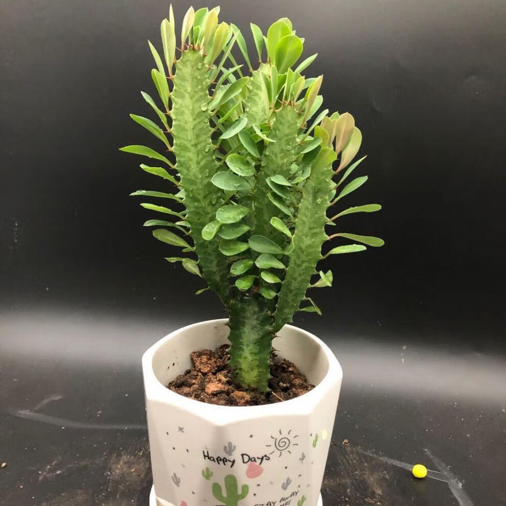 龙骨花龙骨树多肉植物龙骨盆栽【买1盆 1盆万重山】多肉花卉绿植盆栽