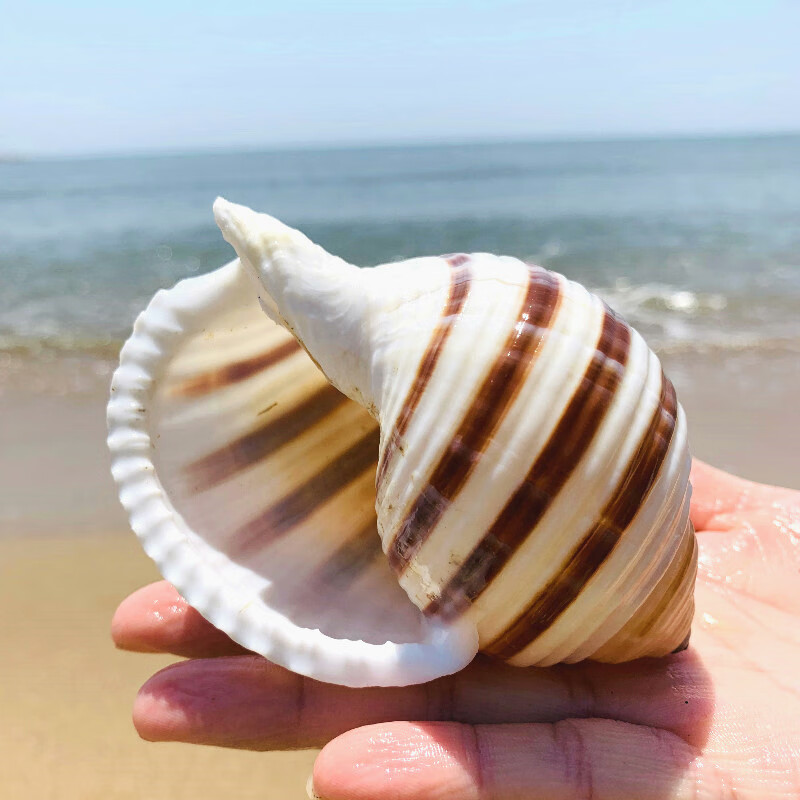 大海螺鱼缸水族箱装饰品卷贝鱼繁殖壳多肉花盆摆件花点琴螺长1011厘米