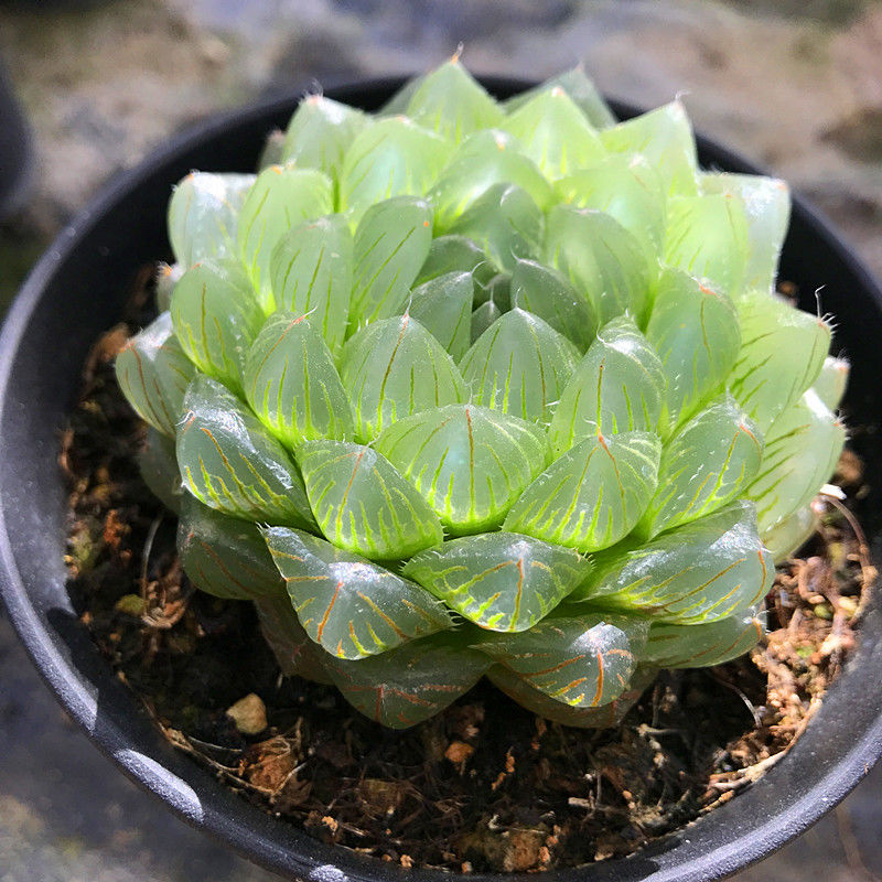 透明大棵冰川玉露多肉植物含盆帶土組合盆栽櫻水晶肉肉綠植花卉冰川