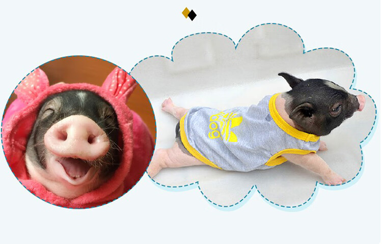 宠物猪长不大可爱迷你泰国小香猪好养纯种幼体活物小猪仔【图片 价格